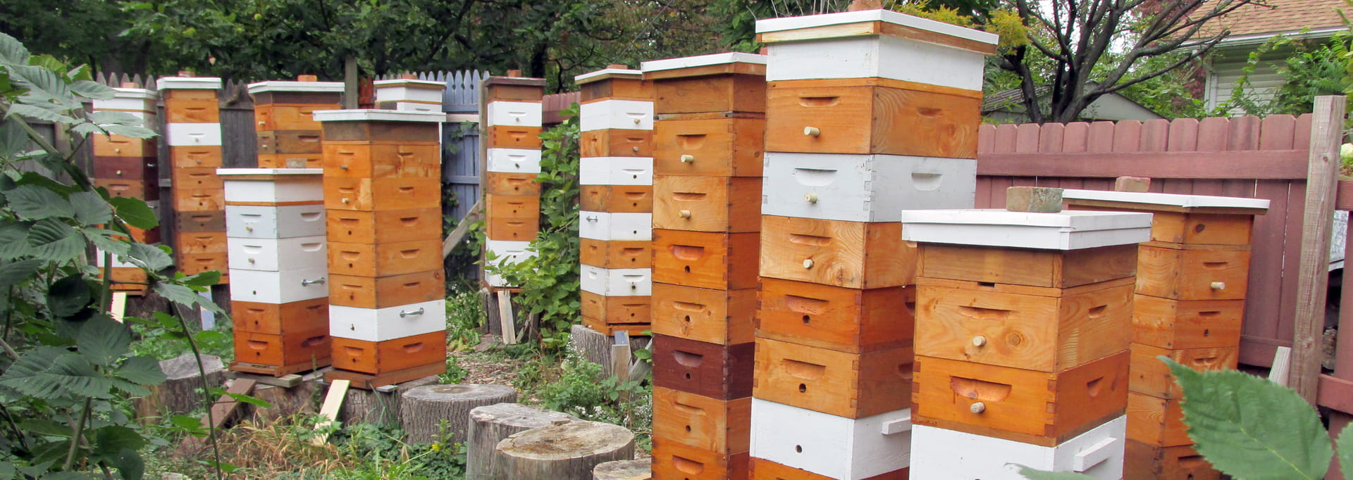 https://eriebeekeeping.com/sites/default/files/revslider/image/erieBeeKeeping-01.jpg