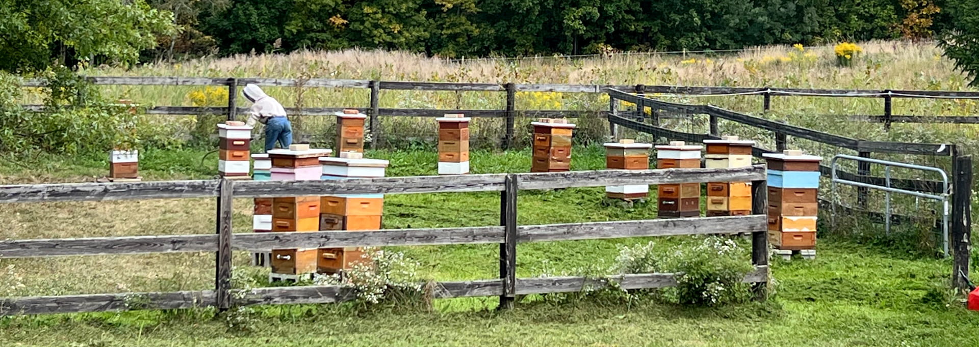 https://eriebeekeeping.com/sites/default/files/revslider/image/erieBeeKeeping-04.jpg