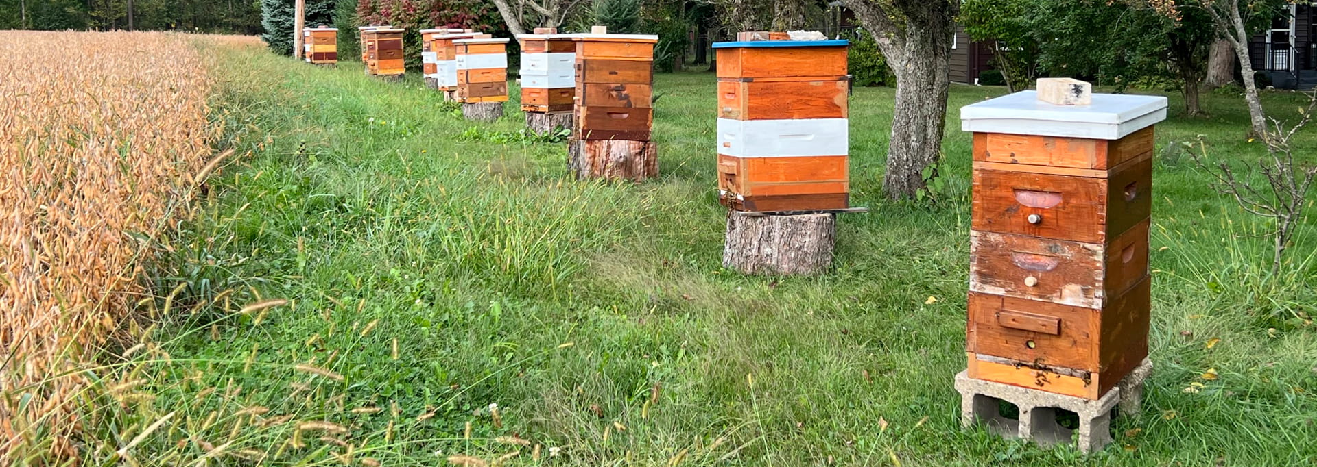 https://eriebeekeeping.com/sites/default/files/revslider/image/erieBeeKeeping-06.jpg