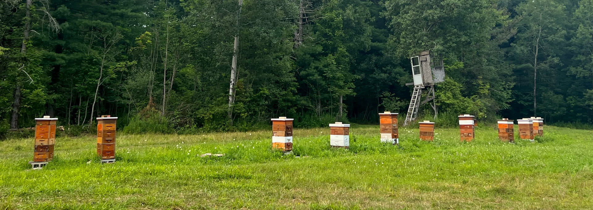 https://eriebeekeeping.com/sites/default/files/revslider/image/erieBeeKeeping-07.jpg