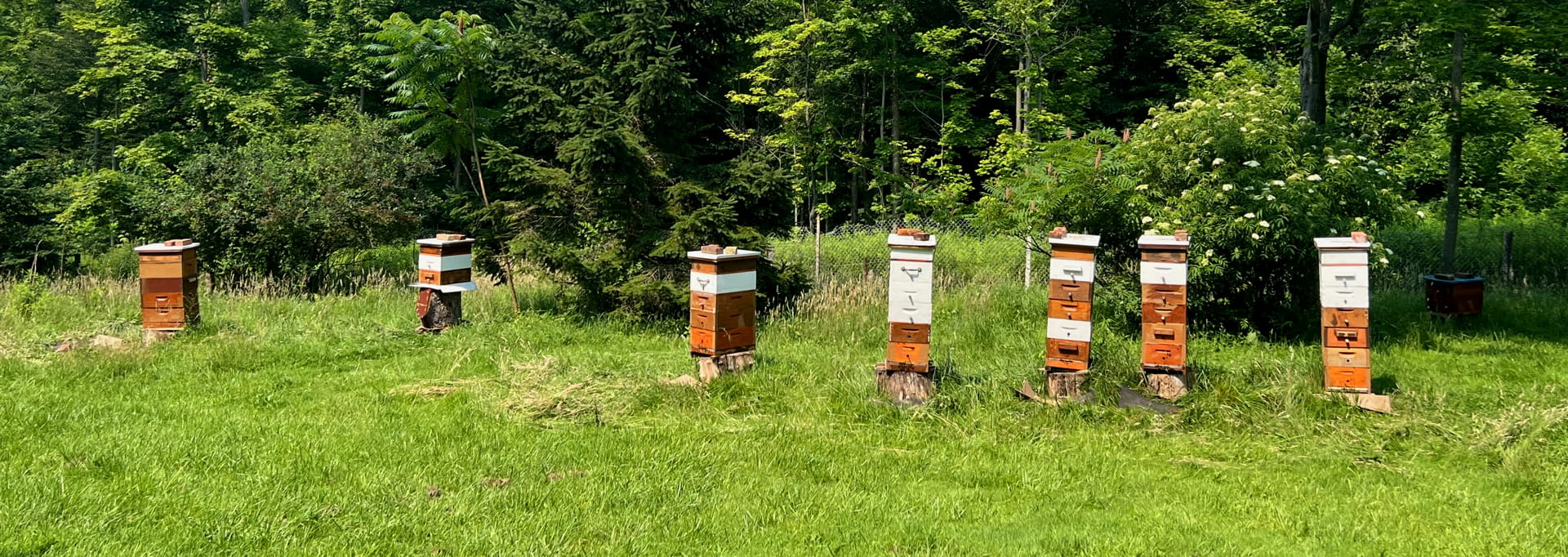 https://eriebeekeeping.com/sites/default/files/revslider/image/erieBeeKeeping-09.jpg