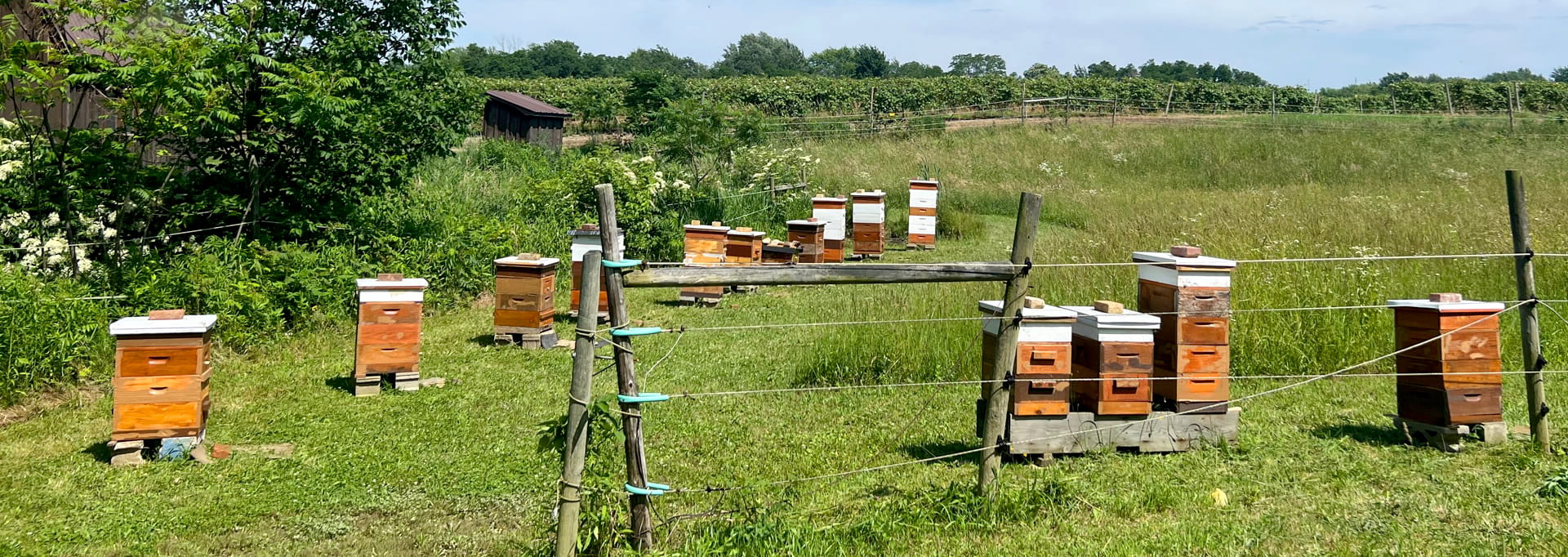 https://eriebeekeeping.com/sites/default/files/revslider/image/erieBeeKeeping-10.jpg