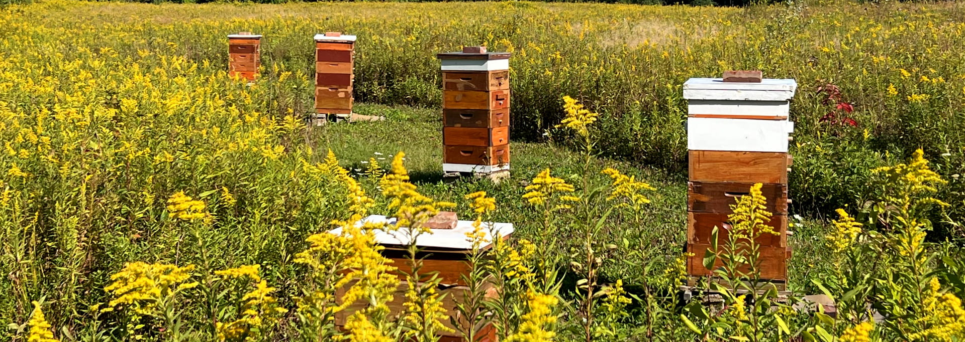 https://eriebeekeeping.com/sites/default/files/revslider/image/erieBeeKeeping-12.jpg